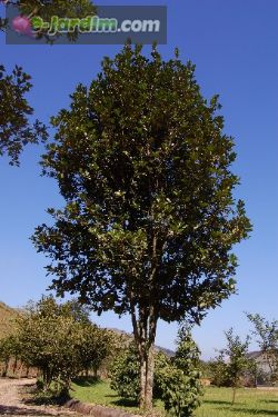 گیلاس برزیلی